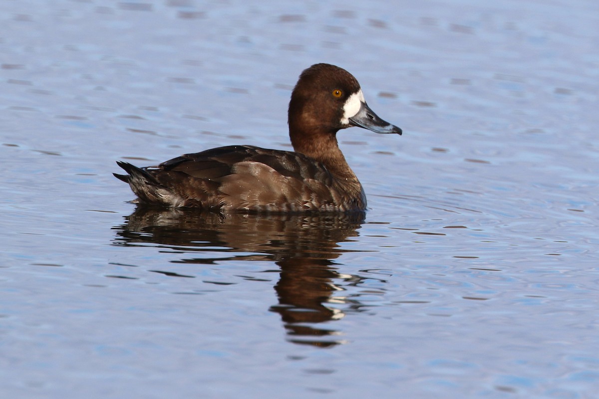 Greater Scaup - ML617340032