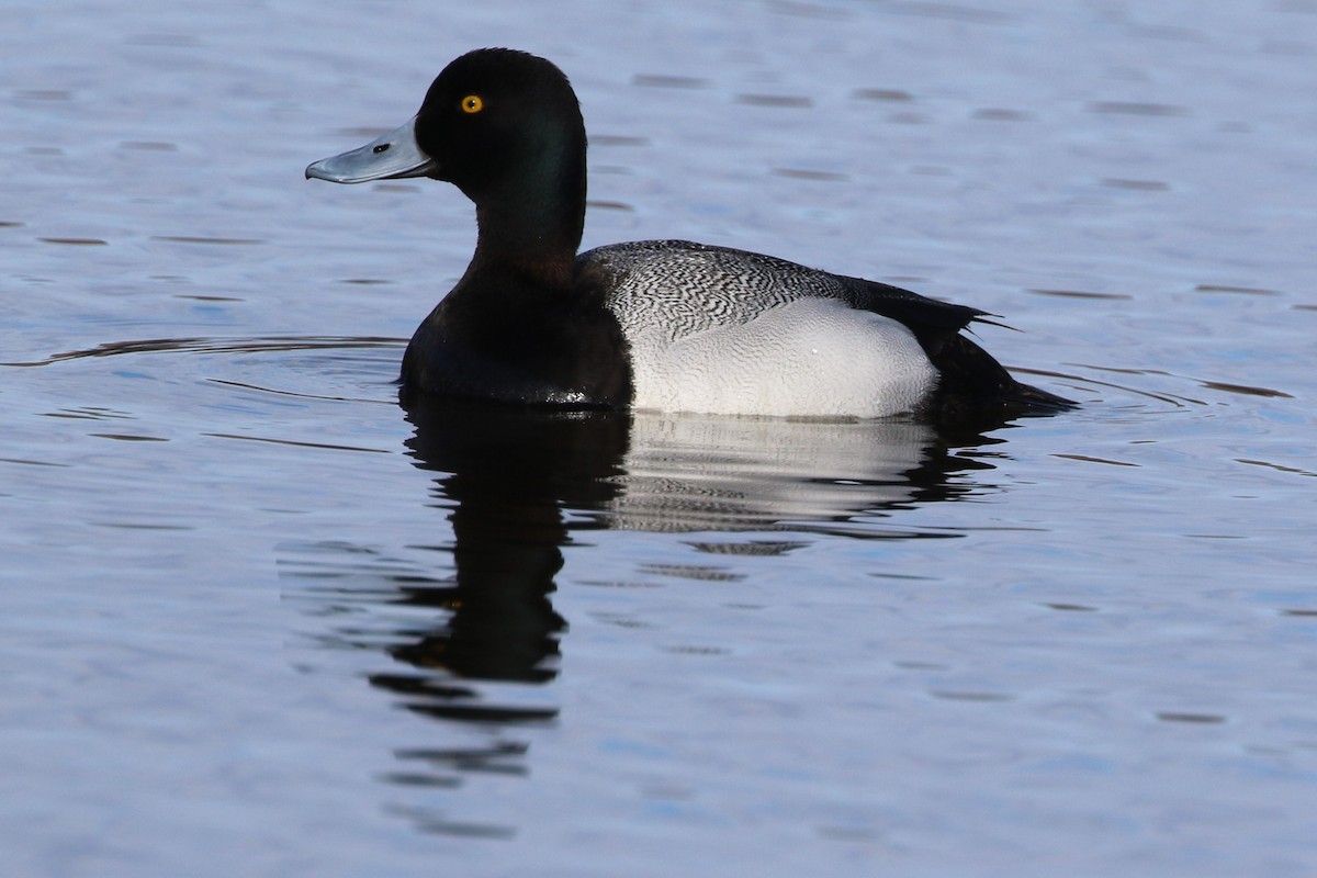 Greater Scaup - ML617340053