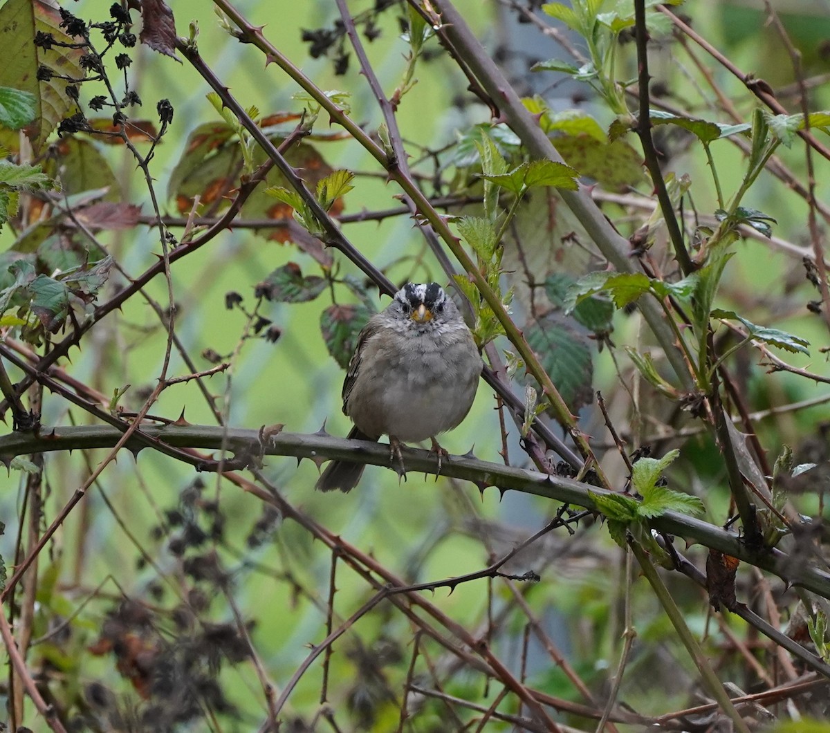 White-crowned Sparrow (Yellow-billed) - ML617340058