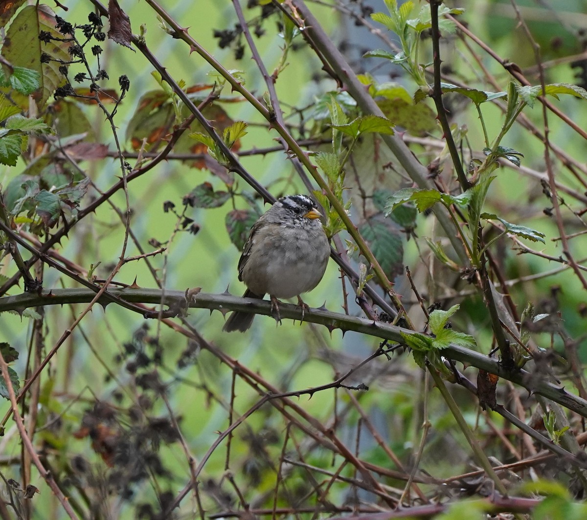 White-crowned Sparrow (Yellow-billed) - ML617340059