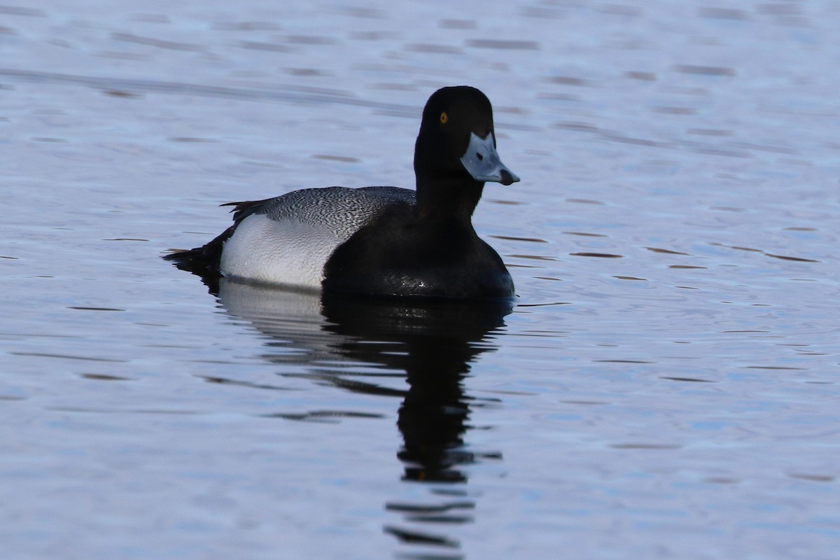 Greater Scaup - ML617340093