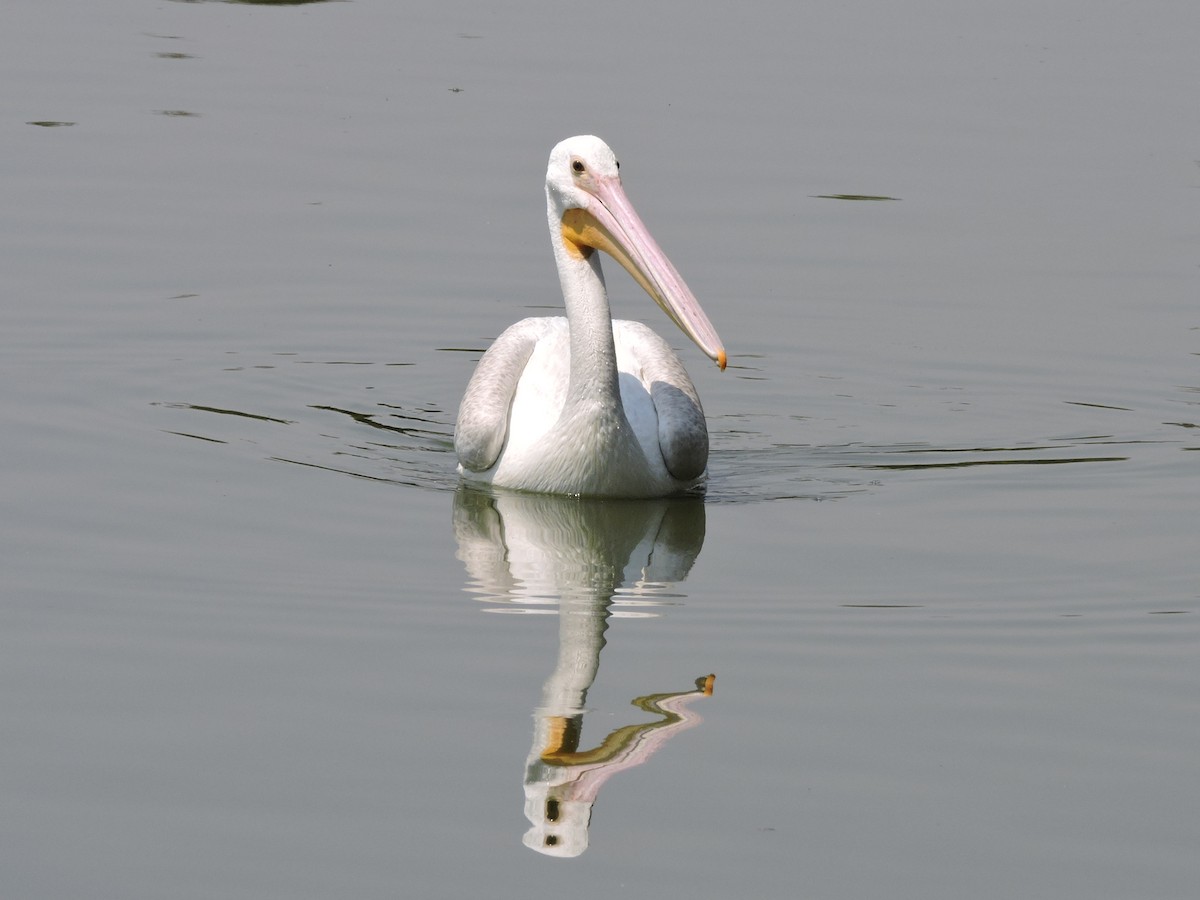 American White Pelican - Manuel Becerril González