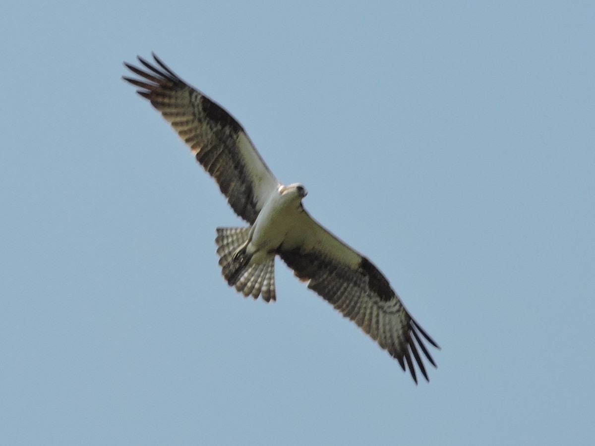 Águila Pescadora - ML617340174