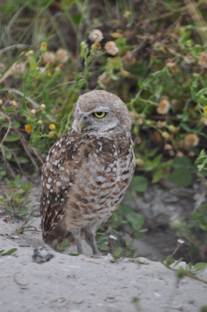 Burrowing Owl - ML617340302