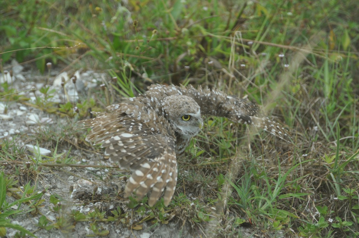 Burrowing Owl - ML617340304