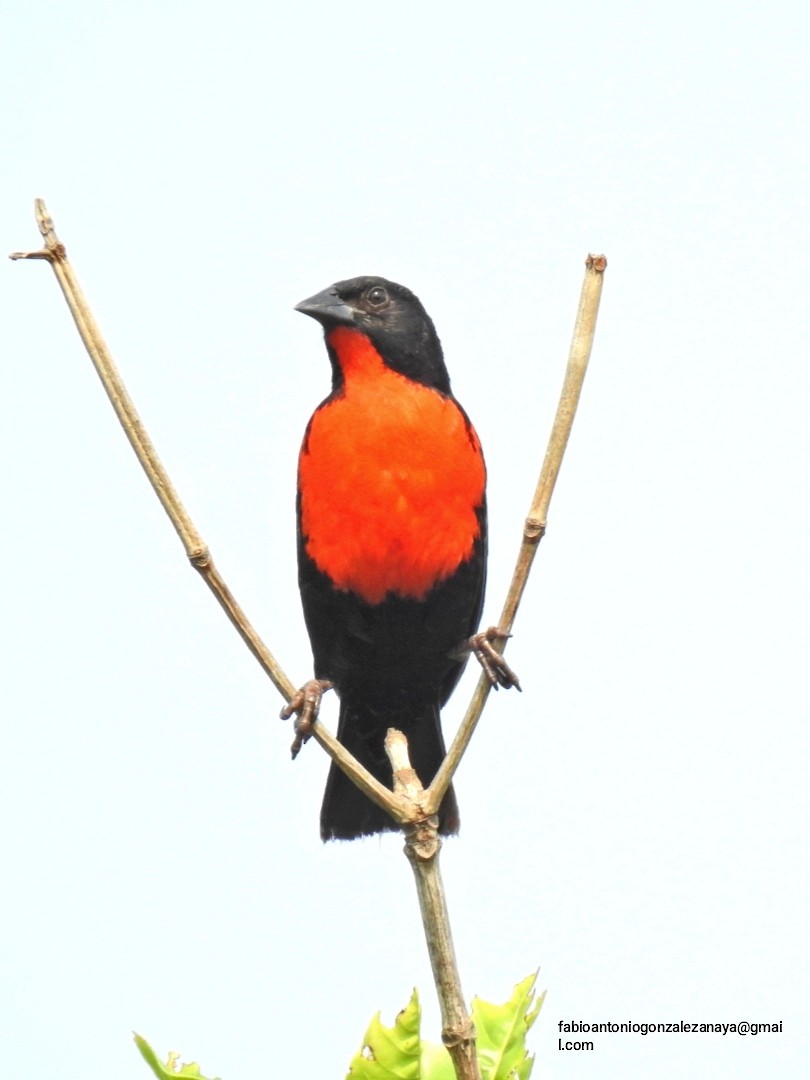 Red-breasted Meadowlark - ML617340333