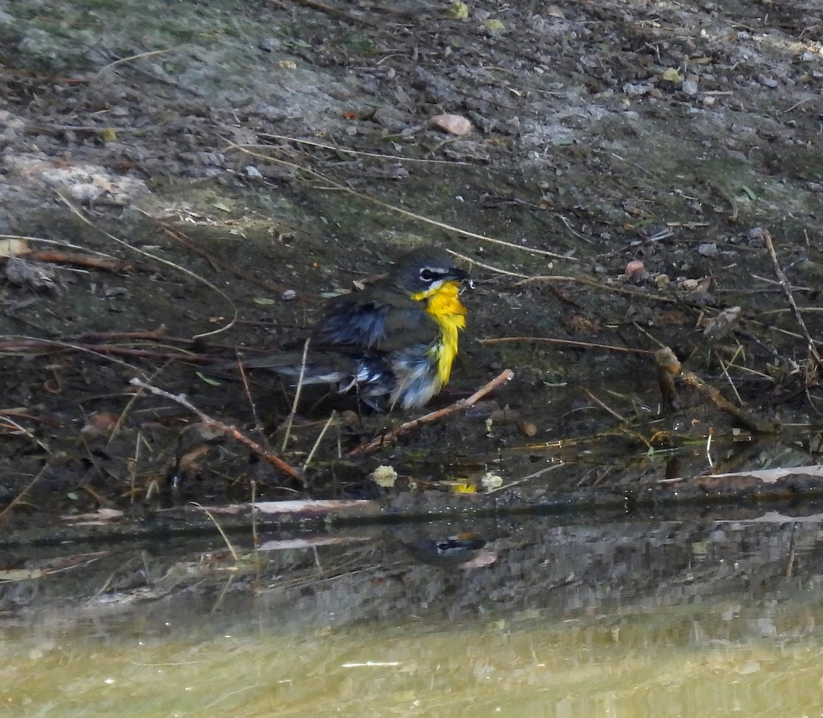 Yellow-breasted Chat - ML617340335