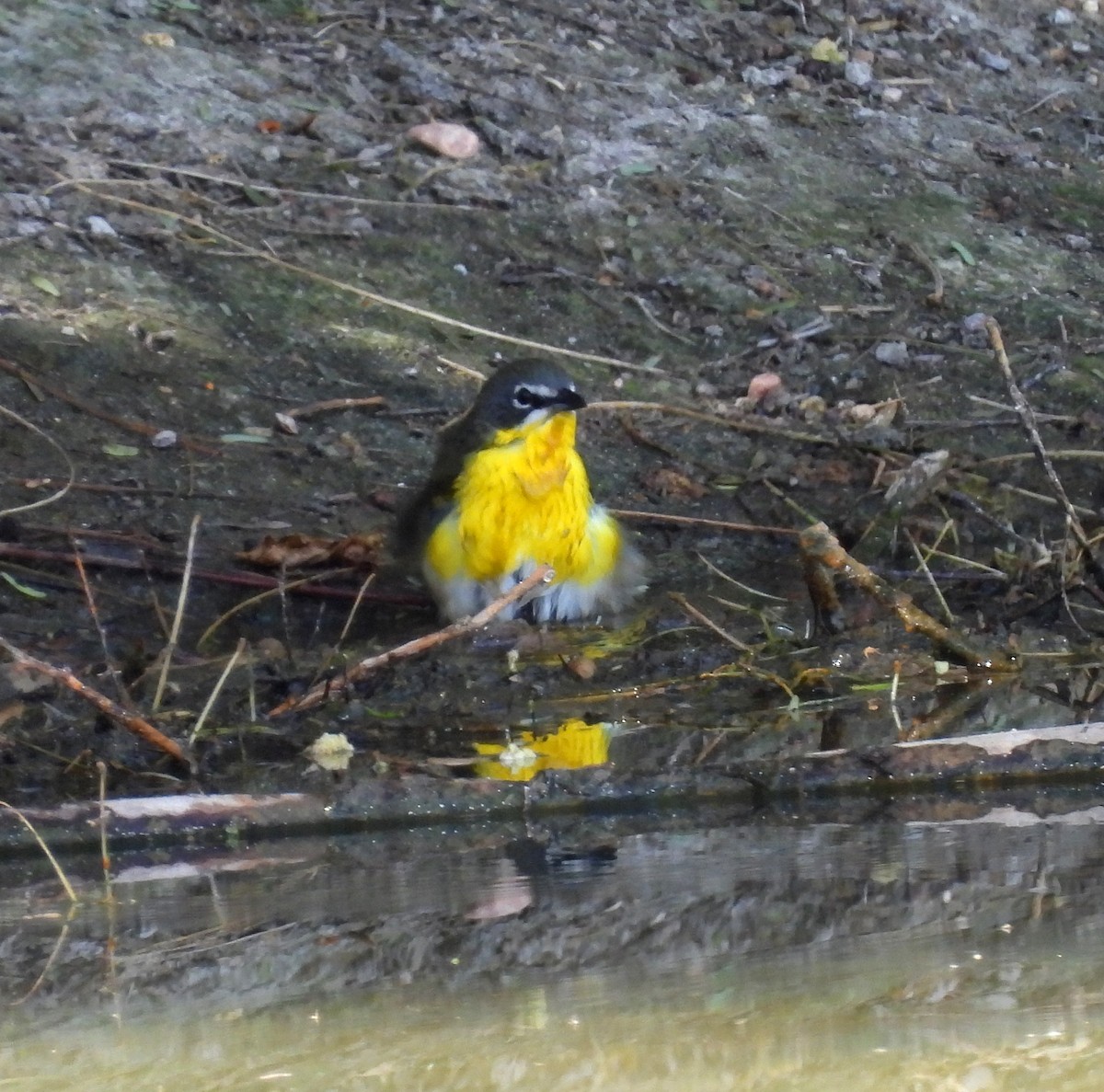 Yellow-breasted Chat - ML617340337