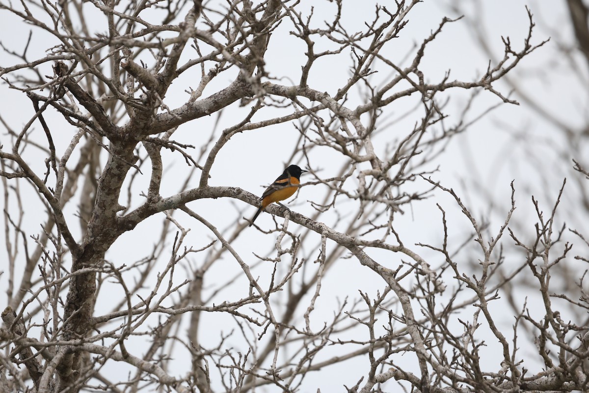 Orchard Oriole (Fuertes's) - ML617340371
