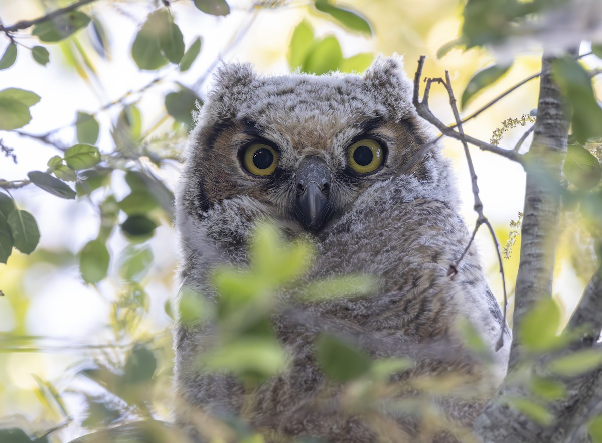 Great Horned Owl - ML617340418