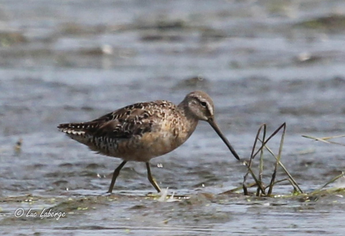 Long-billed Dowitcher - ML617340430