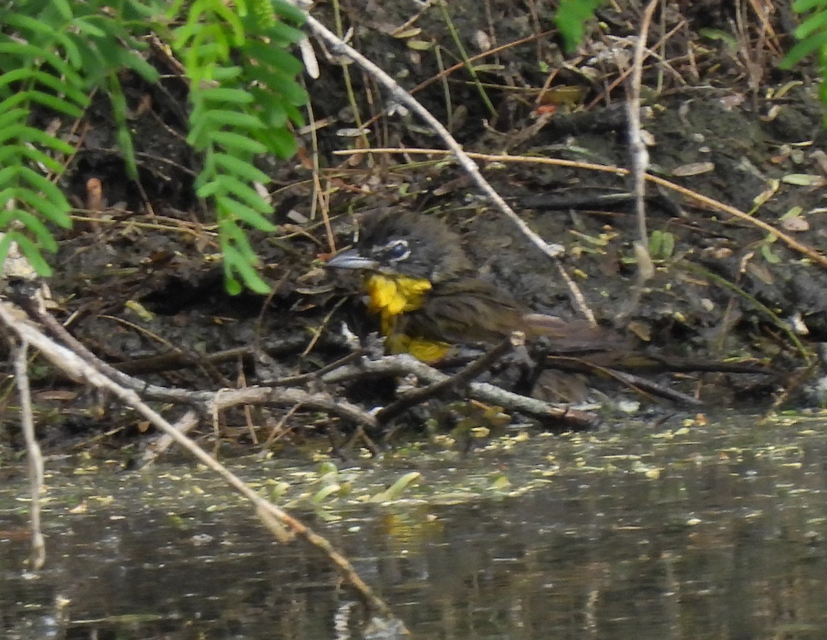 Yellow-breasted Chat - ML617340489