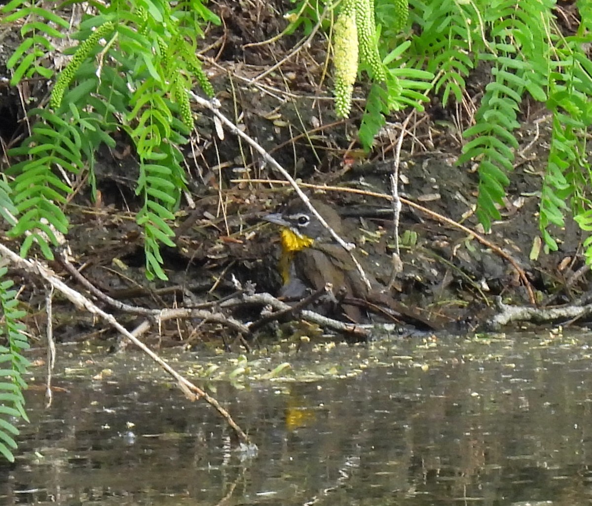 Yellow-breasted Chat - ML617340490