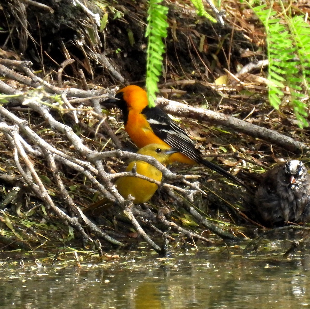 Hooded Oriole - Mary Tannehill