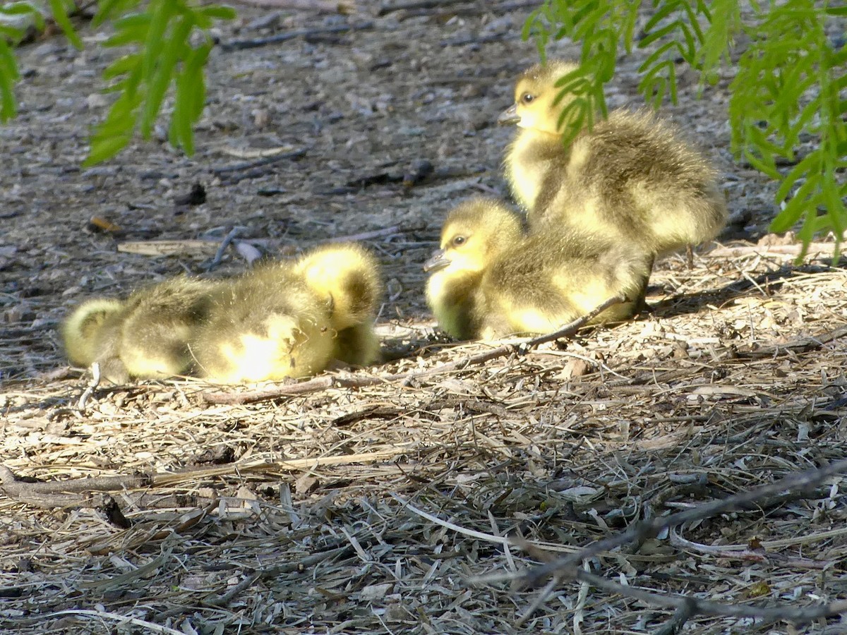 Ebird Checklist - 13 Apr 2024 - Evelyn Hallman Park - 29 Species (+1 