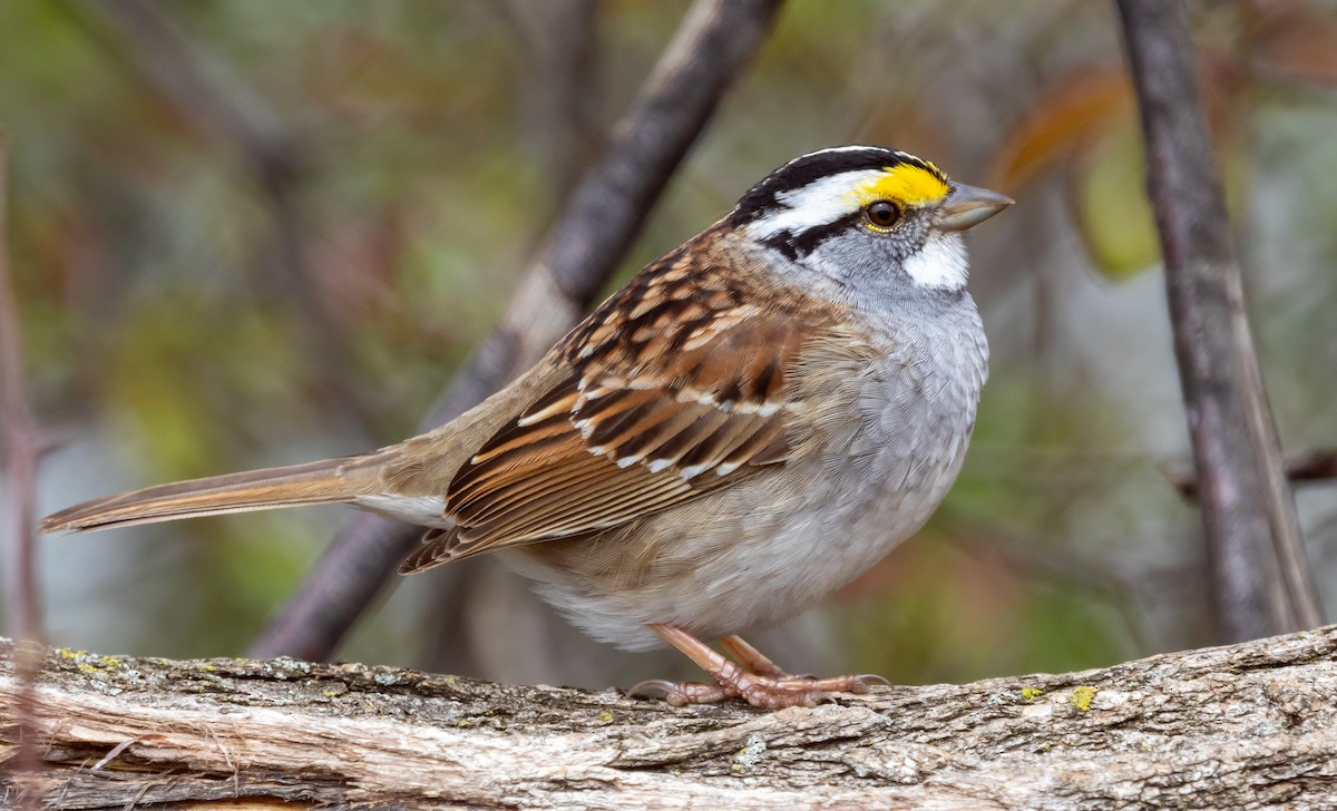 White-throated Sparrow - ML617340625