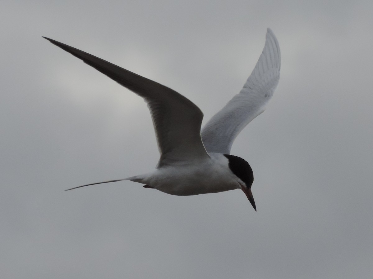 Forster's Tern - Rich Brown