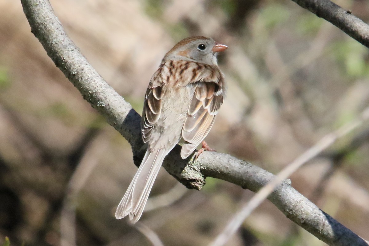 Field Sparrow - ML617340671