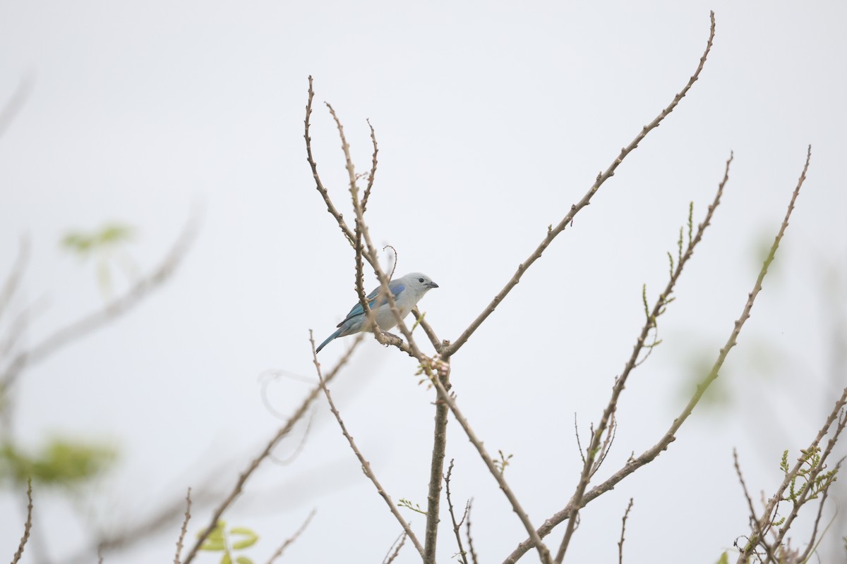 Blue-gray Tanager (Blue-gray) - ML617340675