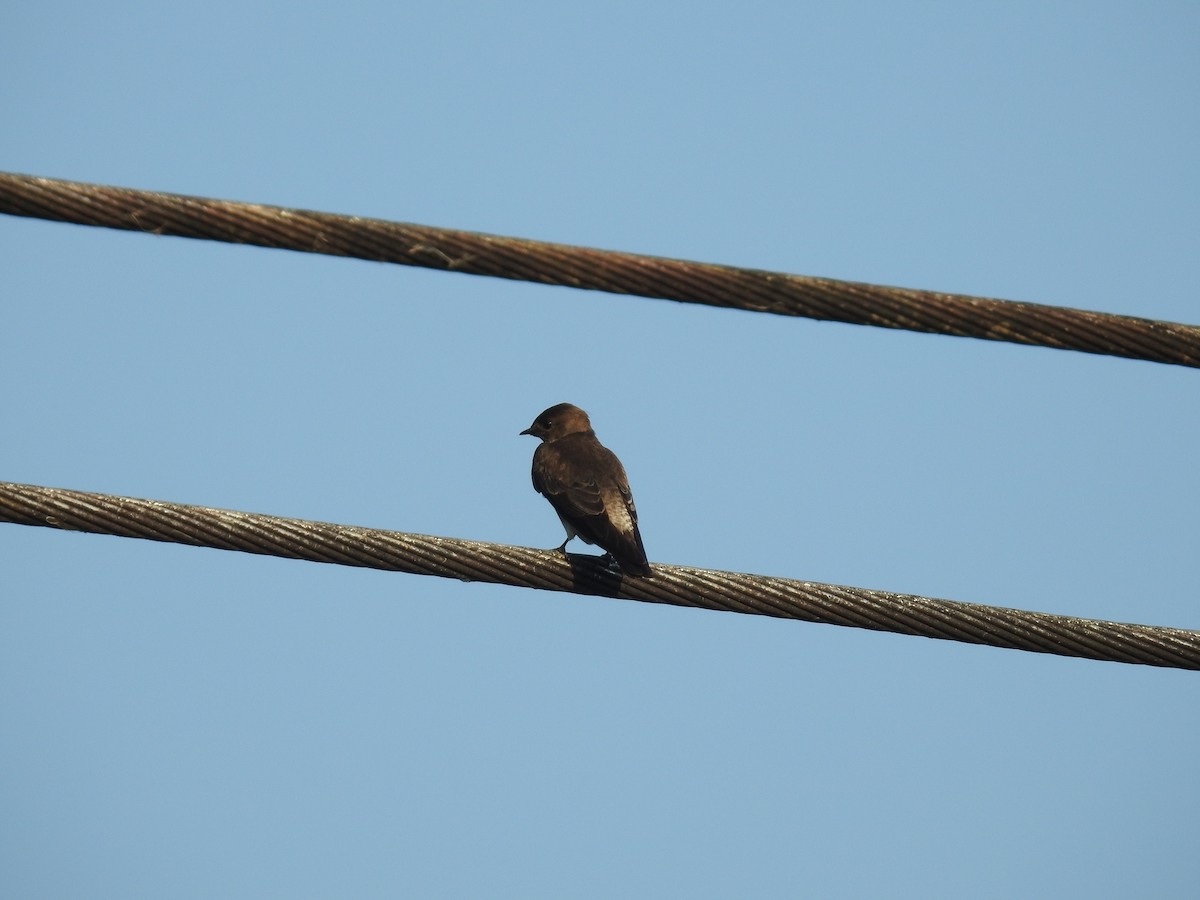 Southern Rough-winged Swallow - Kurt Schwarz