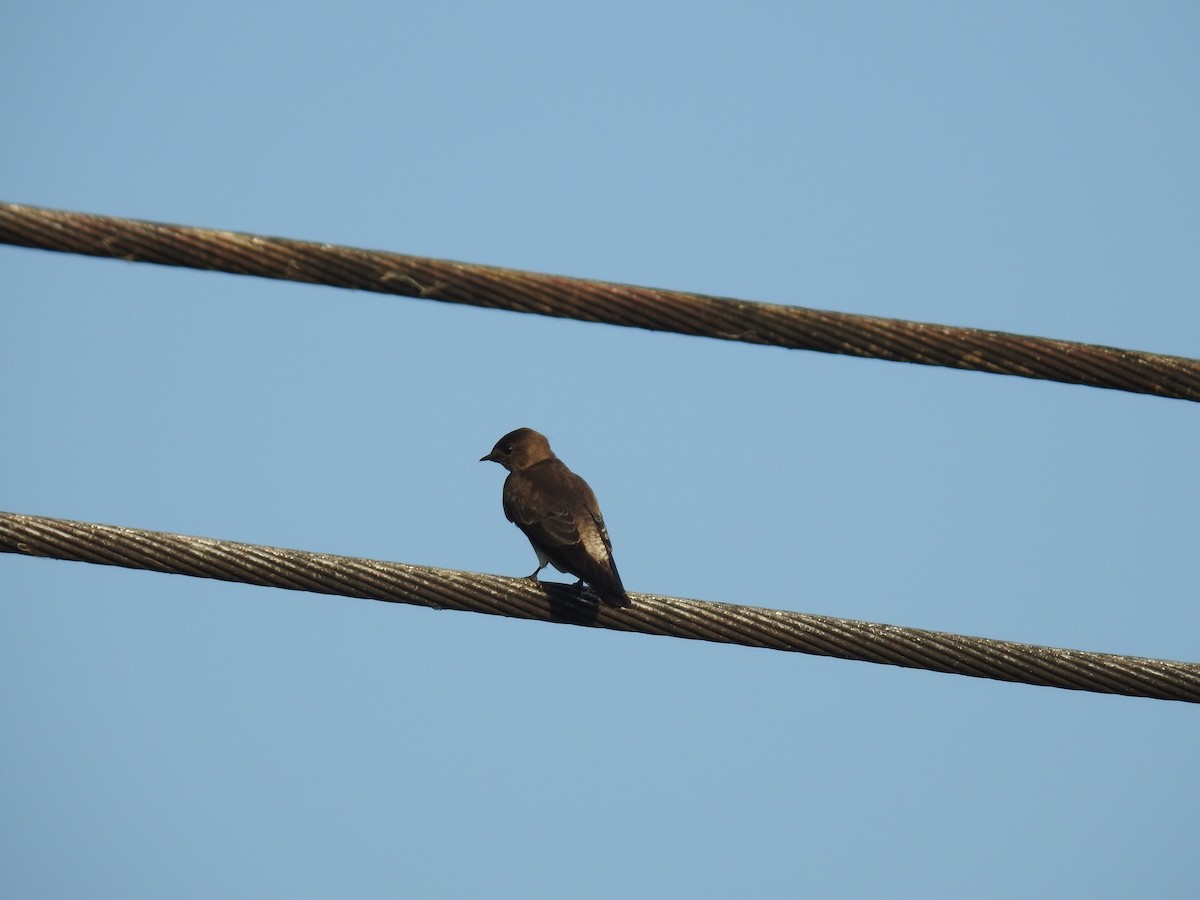 Southern Rough-winged Swallow - ML617340702