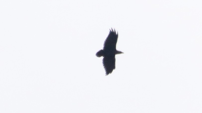 White-necked Raven - ML617340807