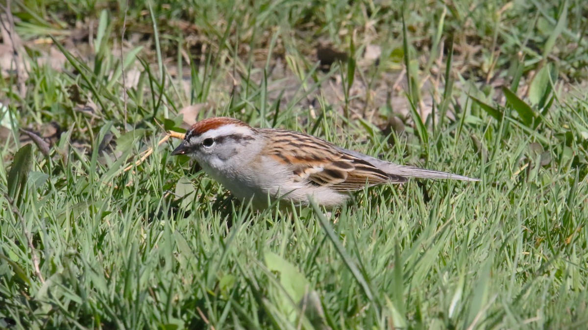 Chipping Sparrow - ML617340873