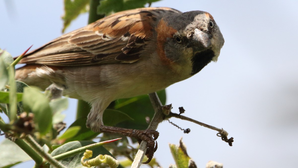 Kenya Rufous Sparrow - Rick Folkening