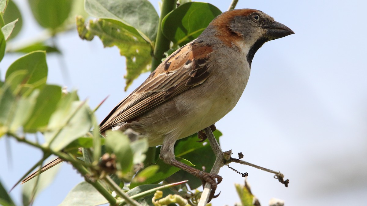 Kenya Rufous Sparrow - ML617341006