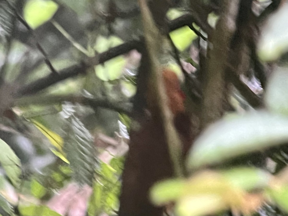 Chestnut-colored Woodpecker - ML617341014