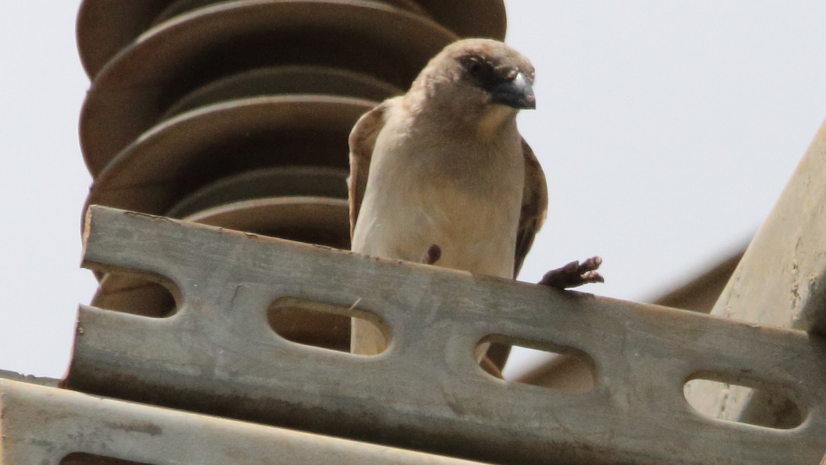 Northern Gray-headed Sparrow - ML617341019