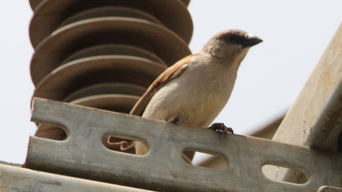 Northern Gray-headed Sparrow - ML617341020