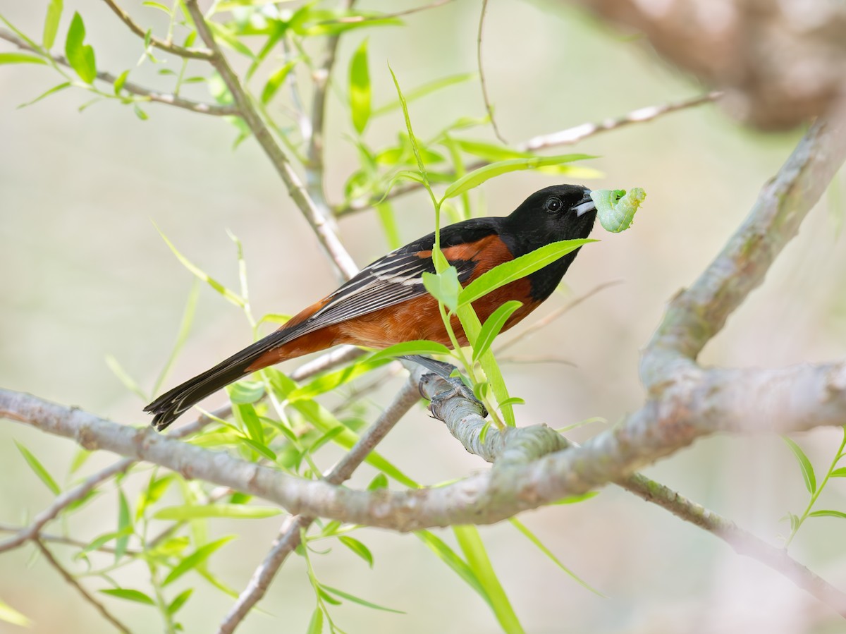 Orchard Oriole - ML617341141