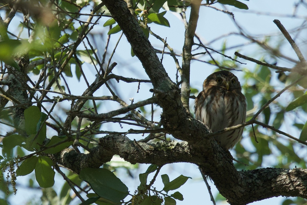 Ferruginous Pygmy-Owl (Ferruginous) - ML617341199