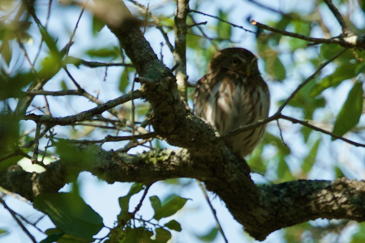 Ferruginous Pygmy-Owl (Ferruginous) - ML617341206