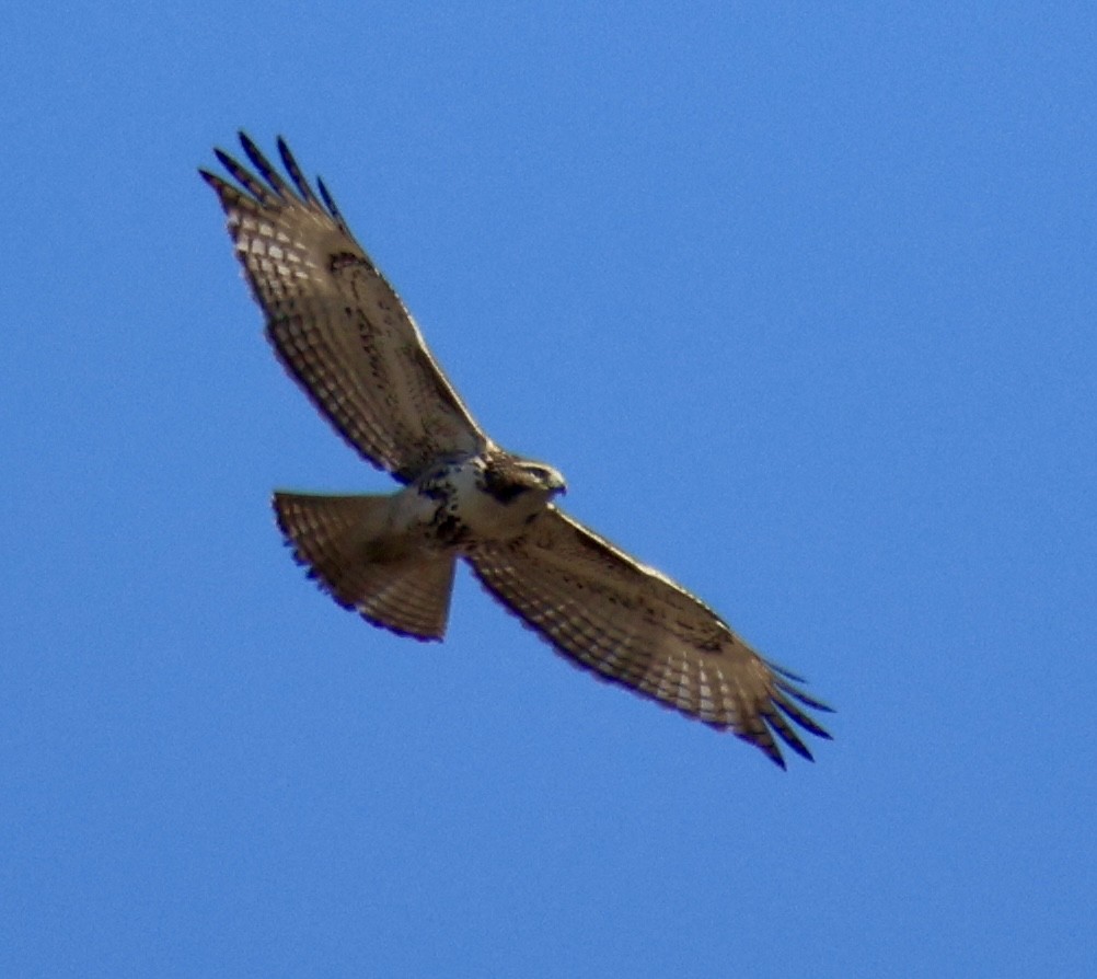 Red-tailed Hawk - ML617341228