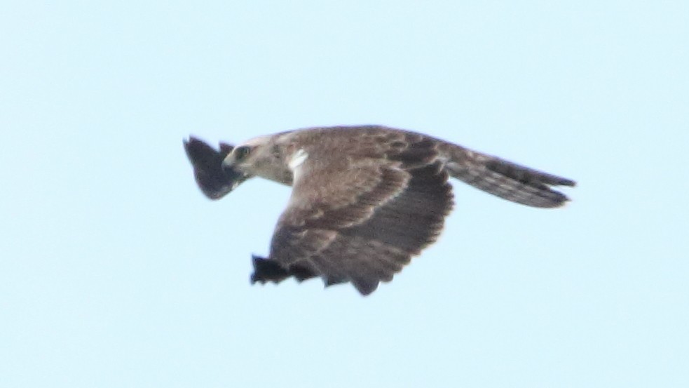 Ayres's Hawk-Eagle - ML617341254