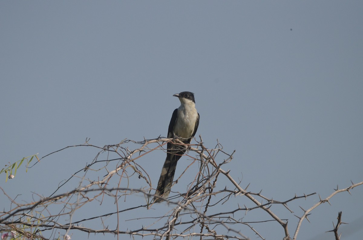 Pied Cuckoo - Karthikeyan G B