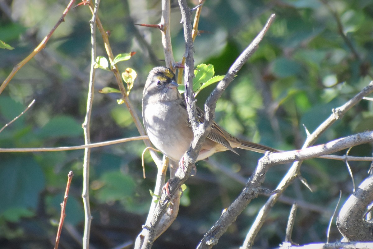 Golden-crowned Sparrow - ML617341353