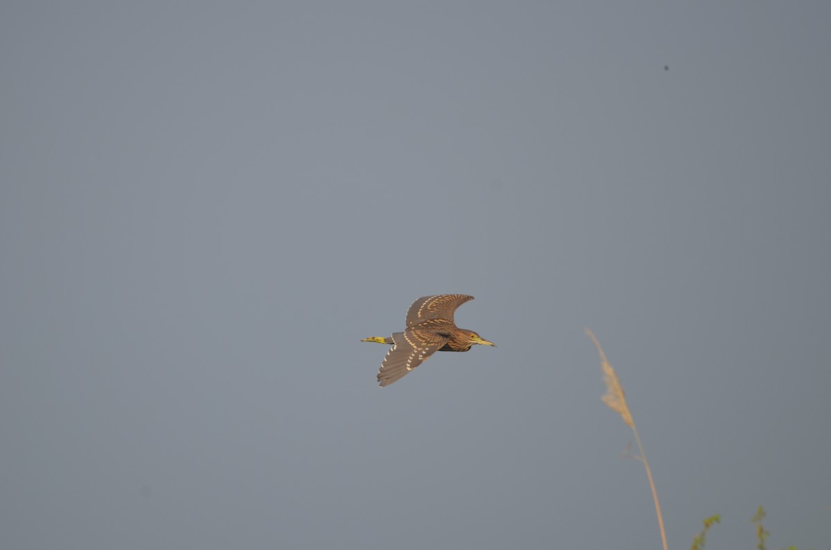 Black-crowned Night Heron - Karthikeyan G B