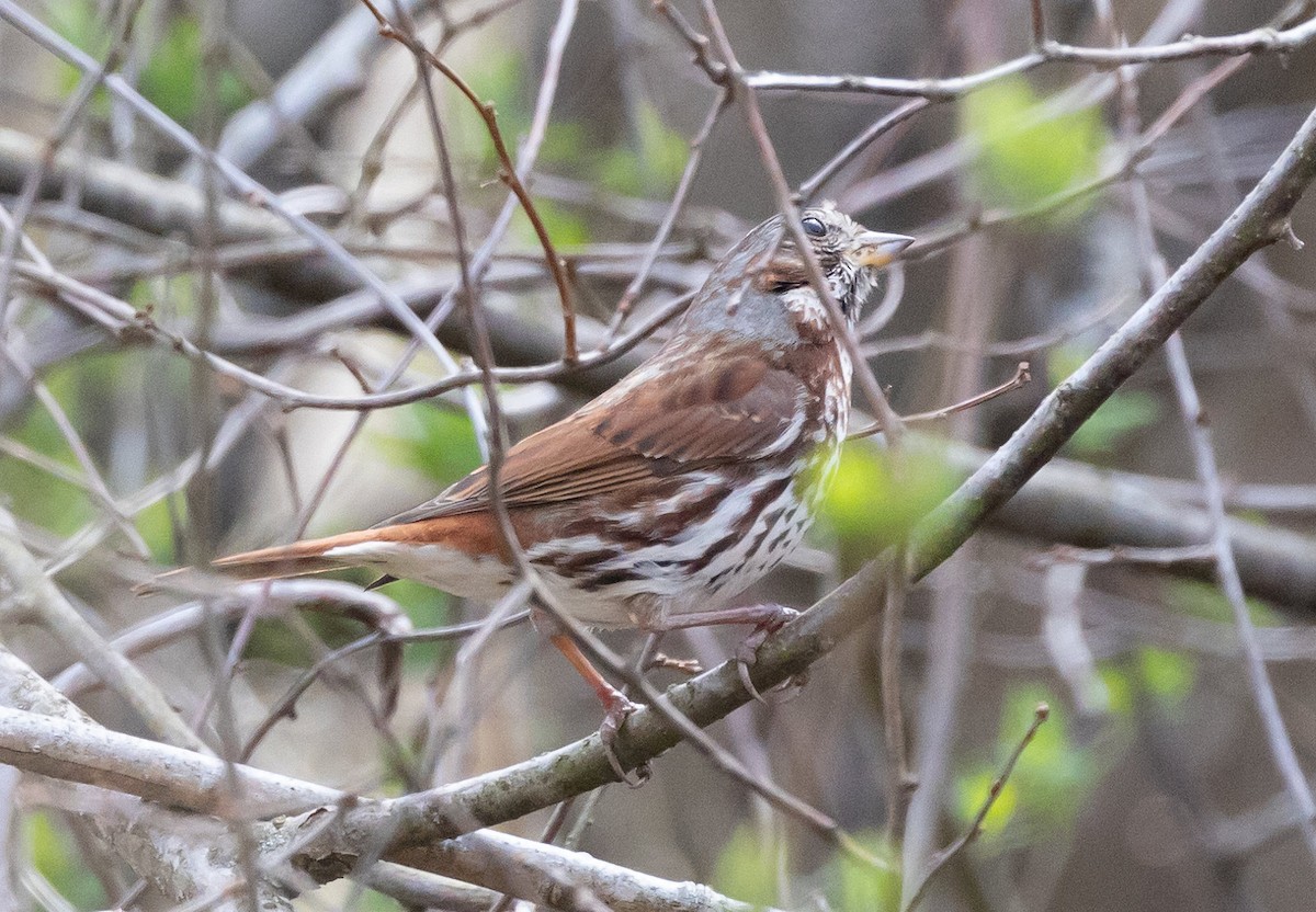 Fox Sparrow (Red) - ML617341430