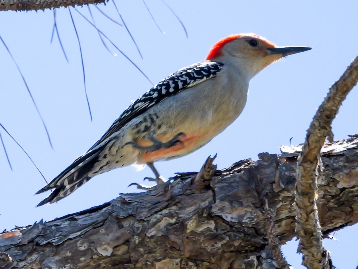 Red-bellied Woodpecker - ML617341450