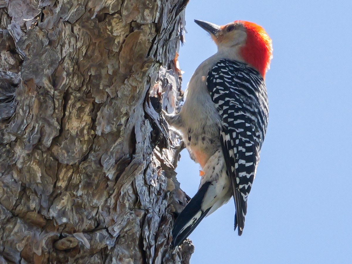 Red-bellied Woodpecker - ML617341451
