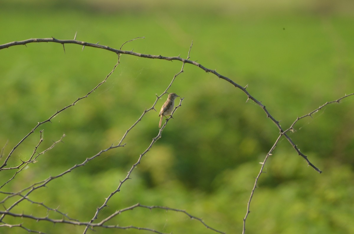 Clamorous Reed Warbler - Karthikeyan G B