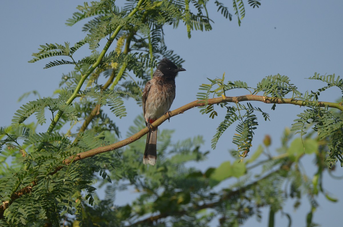 Red-vented Bulbul - ML617341467