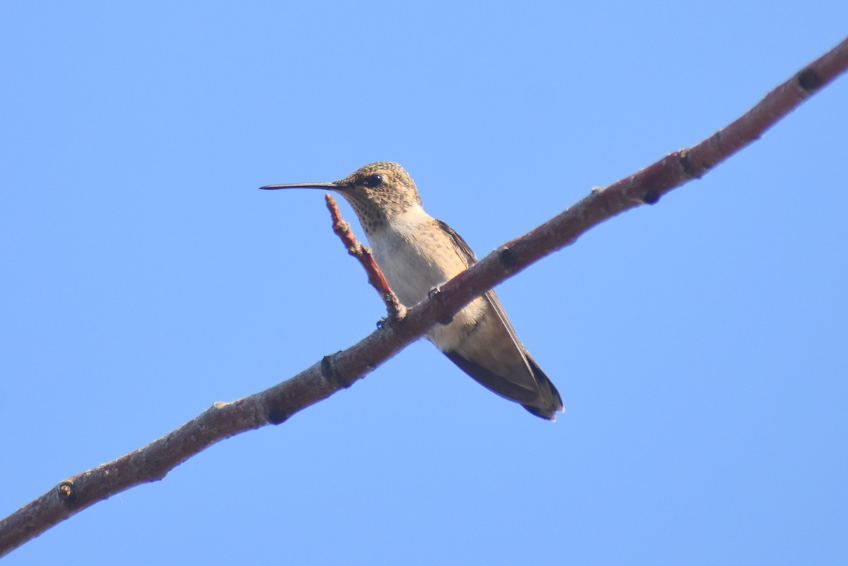Black-chinned Hummingbird - Caleb Snarr