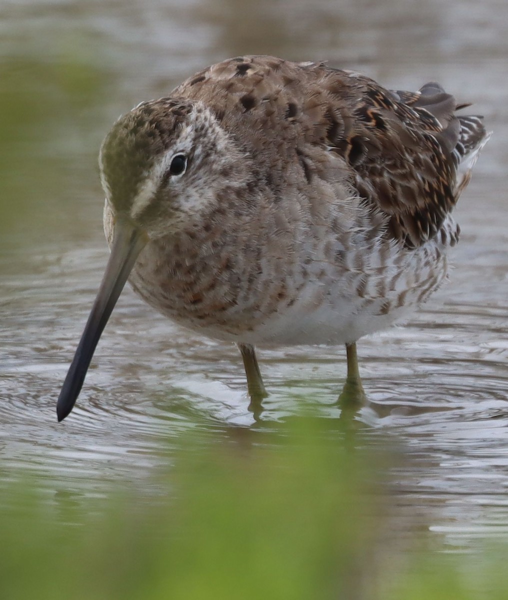Long-billed Dowitcher - ML617341575