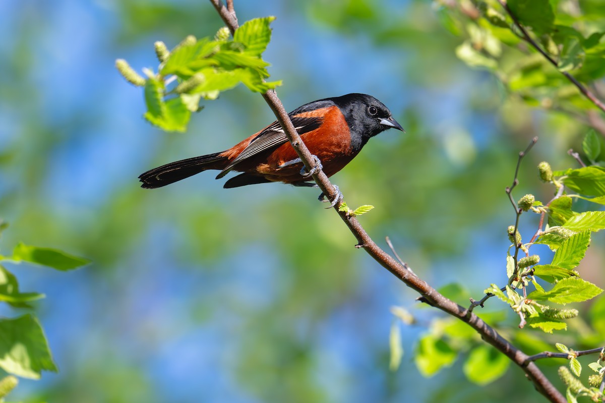 Orchard Oriole - ML617341623