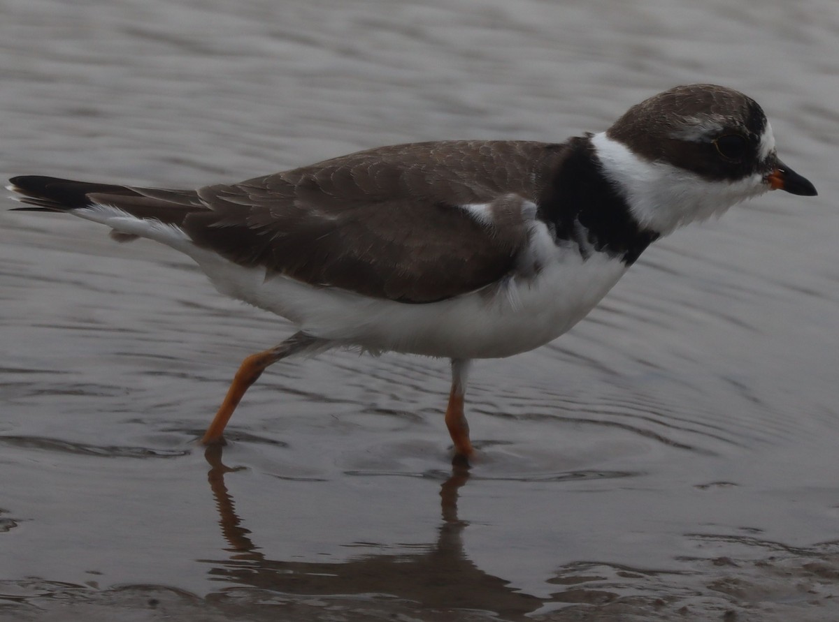Semipalmated Plover - ML617341636