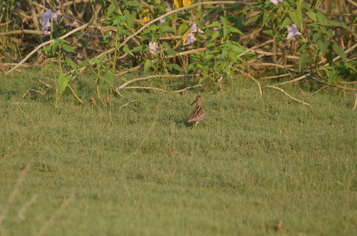 Pin-tailed Snipe - Karthikeyan G B
